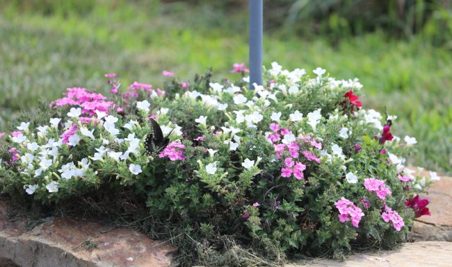 Flowers planted at the winery